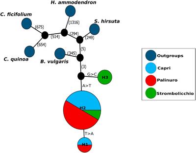 Hopping or Jumping on the Cliffs: The Unusual Phylogeographical and Demographic Structure of an Extremely Narrow Endemic Mediterranean Plant